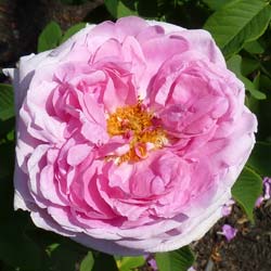 rosa comte de chambord
